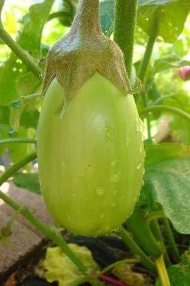 CYBEXIS KGF -54 - Brinjal Green Small Vegetable - (1350 Seeds) Seed