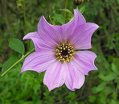 VibeX ATS-16 - Dahlia imperialis | Giant - (540 Seeds) Seed