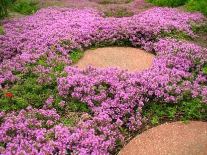 CYBEXIS NDIR-34 - Ground Cover Creeping Thyme - (150 Seeds) Seed