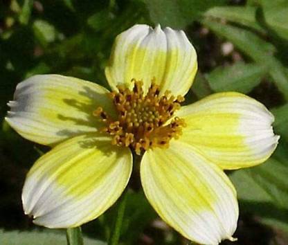VibeX ® XLR-529 BUR Marigold Bidens Aureas Seed