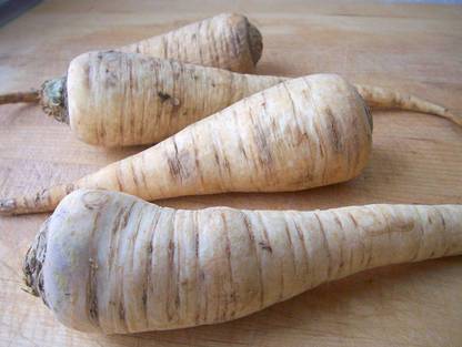 CYBEXIS XL-46 - Parsley Sugar Root - (750 Seeds) Seed