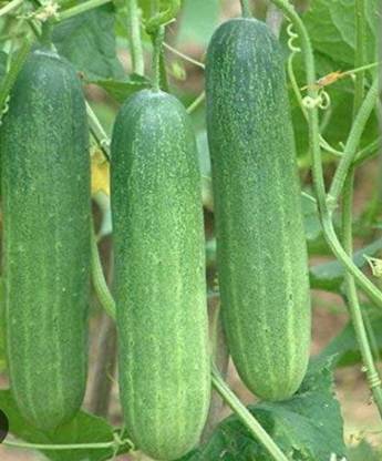 HYBRID khira (kakdi) Seed