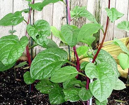VibeX ® VLR-81 Malabar Red Stem Spinach Phooi Leaf Seed