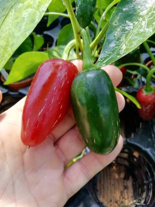 abiswas Kanthari Chilli (Bird Eye Chilli, Kanthari Mulaku) Green, Red Pack of 170 Seed