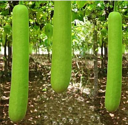 UGRA Bottle Gourad Seeds Seed