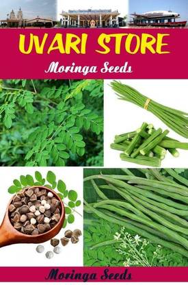 VERTEX AGENCIES Rohit 1 Moringa Seeds (10 Seeds Per Pack) - Pack Of 1 Seed