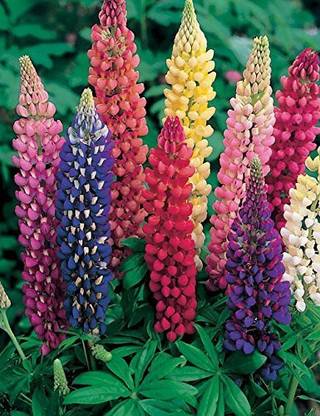 JRYU Lupin Seed