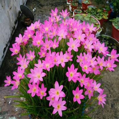 CYBEXIS XL-29 - Zephyranthes 'Pink Lady' - (540 Seeds) Seed