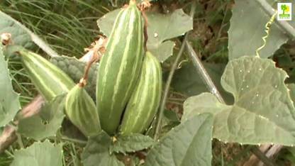 BDSresolve parwal potol seeds/pointed gourd seeds 20 Seed