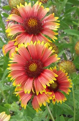 WATIKA Blanket Flower (Gaillardia grandiflora) Seed