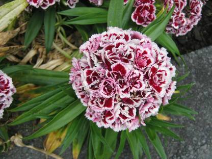 XOLDA Exotic sweet william Seed