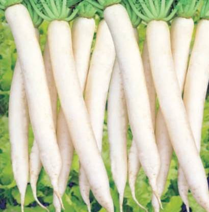 Radish Hybrid radish seeds very good result 10g Seed