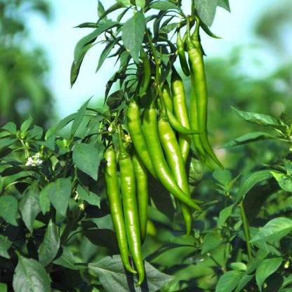 ENINE Hybrid Green Chilli Mirch Gardening Organic Seeds DF453 Seed