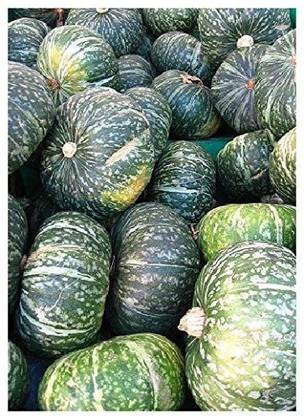 CYBEXIS Green Hokkaido Squash (Cucurbita Maxima) - Seeds - Pumpkins100 Seeds Seed