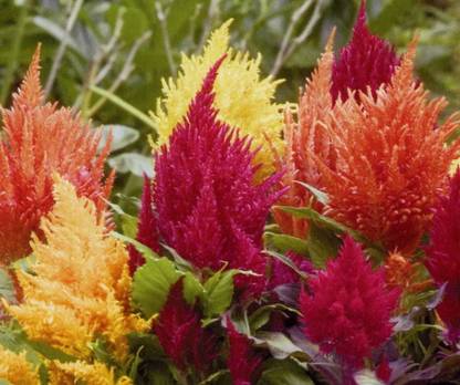 KayVy Celosia Fresh Look Mix Seed