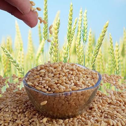 STOKIYA STOKIYA Wheat Seeds, DBW 303 , & Agriculture (Kheti ), Gehu Ka Bheej (40 KG ) Seed