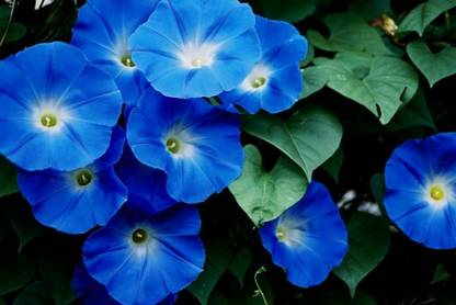 ZIXA Ipomoea Flower Seed