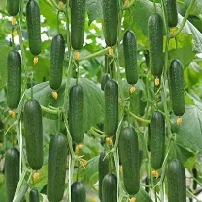 SUAA Cucumber khira Seed
