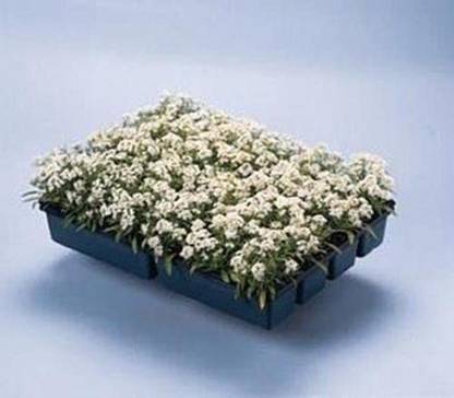 CYBEXIS Seeds of Alyssum Aphrodite Series White Annual Seed