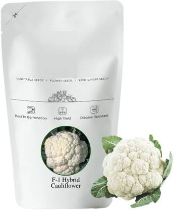 WILLVINE GOI -III Improved Japanese Cauliflower [5g, 1500 Seeds] Seed