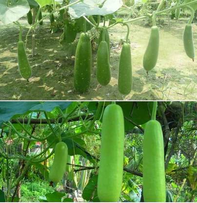 BJUBAS Rare Bottle gourd seeds PACK OF 48 Seed