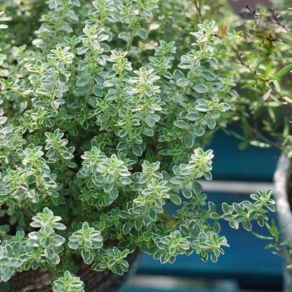 VibeX XLL-1 - Lemon Thyme Thymus Citriodorus - (450 Seeds) Seed