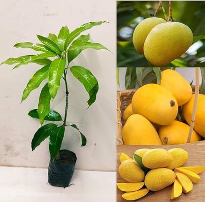 ibains Sindhu mango plant seeds Seed
