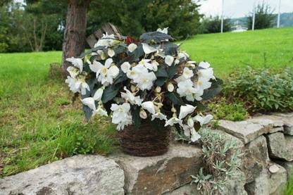VibeX LXI-22 - Begonia Nonstop Mocca White - (30 Seeds) Seed
