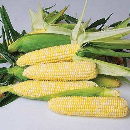 VibeX ® VXI-71 "Nirvana Super-Sweet" Bi-Color Sweet Corn Seed