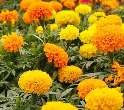 CYBEXIS VXI-19 - Mexican Marigolds Cool Mix - (750 Seeds) Seed