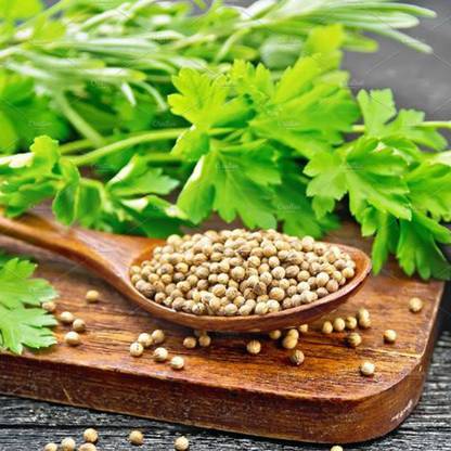 SREE coriander seed, dhinia seed, total 5000 Seed