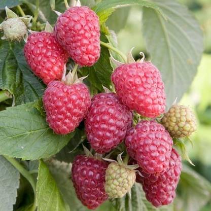 M-Tech Gardens Rare Hybrid Raspberry " Joan J " Exotic 50 Seed