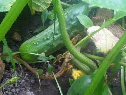 VibeX ® XXL-432 National Cucumber Seed Seed