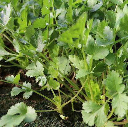 Quentova Coriander - Cilantro (Coriandrum sativum) Seed