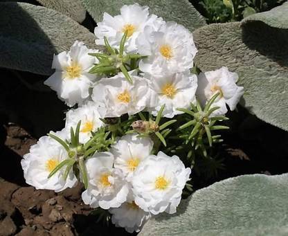 AGRYSO White PORTULACA Grandiflora / MOSS ROSE Succulent Flower Seed