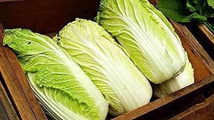 WILLVINE AMR -III Chineses Cabbage Napa Lettuce [2.5g] Seed