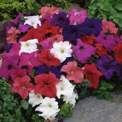 VibeX XLR-6 - Petunia Triumph Rainbow Mix Indoor Flowers Non GMO - (60 Seeds) Seed