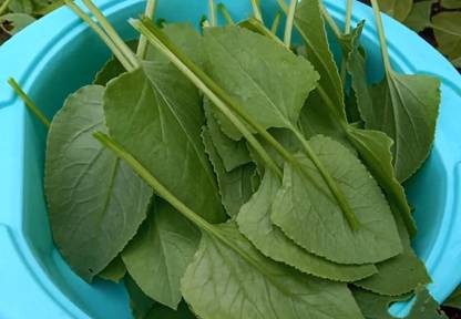 seedbasket ChukkaKura Seeds For Vegetable Garden- (200+ Seeds- With More than 70% Germination) And Instruction Manual Seed