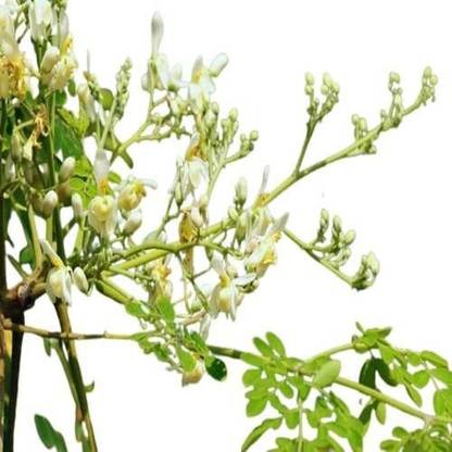 CYBEXIS XLR-40 - Moringa - Oleifera Drumstick - (150 Seeds) Seed