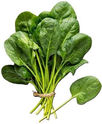 DHENU PRASAD 836 F1 Hybrid Spinach High Yield (Palak) Seed