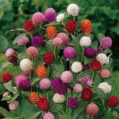 BDSresolve Gomphrena flower seeds for home gardening Seed