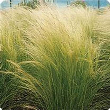 Biosnyg Pony Tails Stipa Grass Seeds -[250 Seeds] Seed