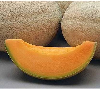 Qualtivate RES-9A Athena F1 Musk Melon Cantaloupe Seeds Seed
