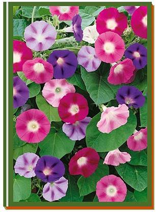 Morning Glory Sacred Mix Seeds – 10 Ipomoea Seeds – Australian Grown Organic – Medicinal Vine
