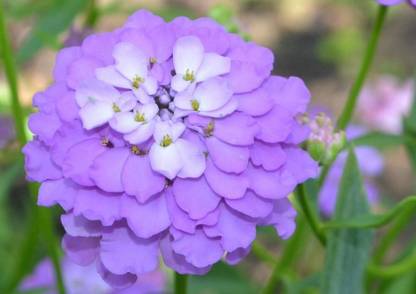 CRGO ™ ICRA-41-Gibraltar candytuft Seeds (Iberis Giblartarica)-100 x Seeds Seed