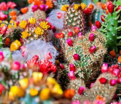 Srushtitraders CACTUS Mix Cacti - 200 Bulk Seeds Seed