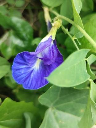 Dasstore Aparajita flower seed mixer colour (15+ par package) Seed