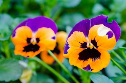 Bstore Pansy Mixed Flower Seeds Seed