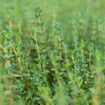 CEZIUS English Thyme Herb Plant
Thymus vulgaris Seed