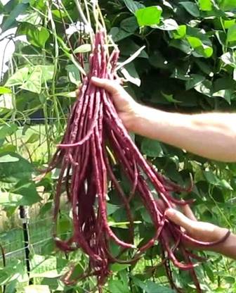 golden hills farm High Yield Dark Red Long Beans Yard Long beans Red Vegetable Seed